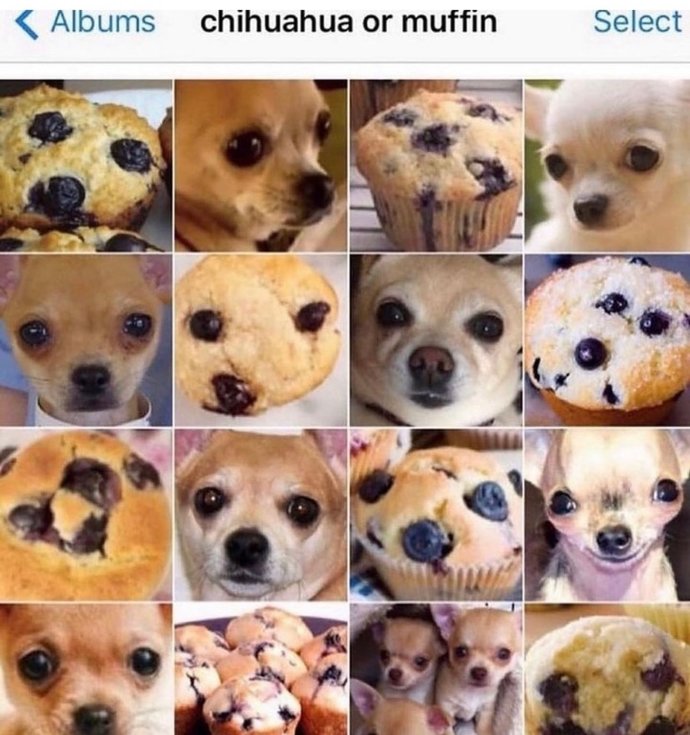 Chihuahua or muffin?