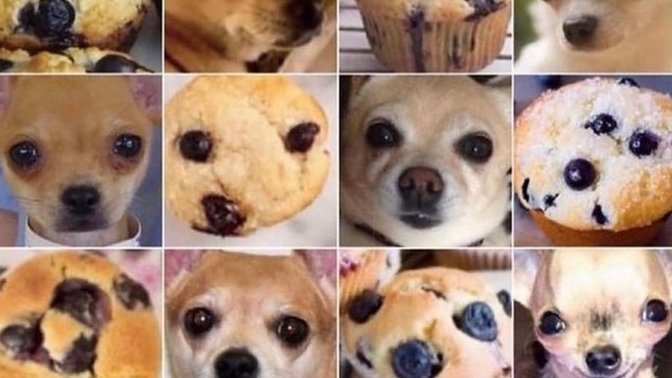 Chihuahua or muffin?