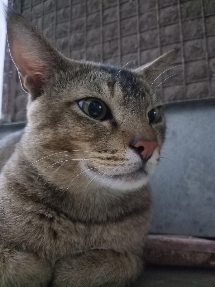 Is there a specific activity you like to watch an animal do?