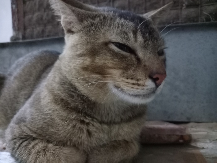 Is there a specific activity you like to watch an animal do?