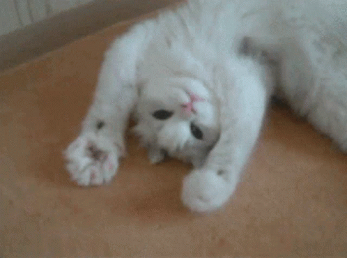Is there a specific activity you like to watch an animal do?
