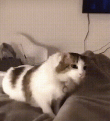 Is there a specific activity you like to watch an animal do?
