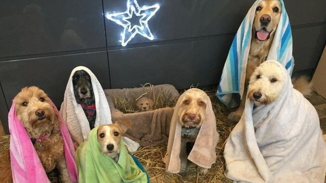 Why are there no cat nativities?