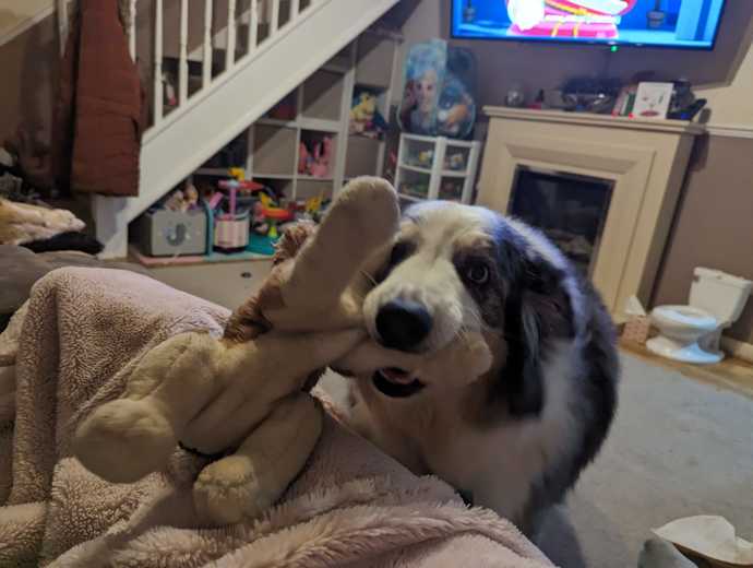 Please can everyone say hi to Harley our new rescue dog?
