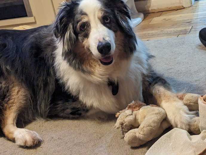 Please can everyone say hi to Harley our new rescue dog?