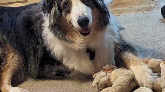 Please can everyone say hi to Harley our new rescue dog?