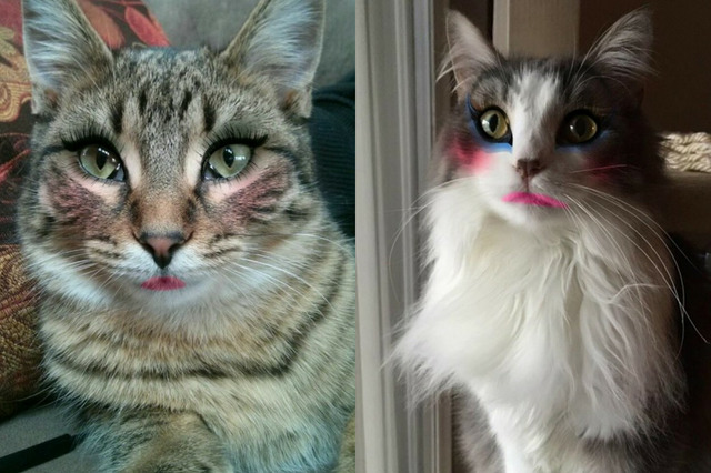 make up on dog or cat. which is better?
