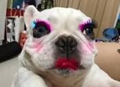 make up on dog or cat. which is better?