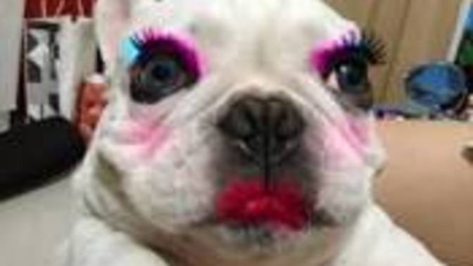 Make up on dog or cat. which is better?