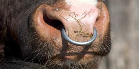 Guys, do you like nose rings on girls?