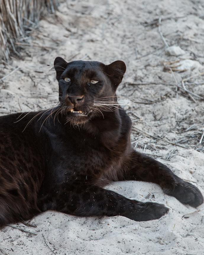 Have you ever dated a panther before?