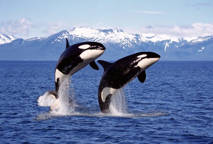 WHALES or WALES?
