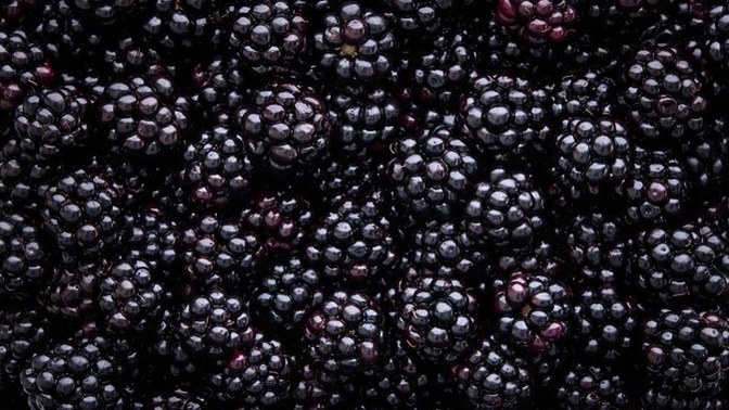 Do YOU like Backberries?