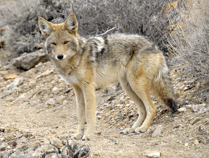 Why do areas with more coyotes usually have more songbirds?