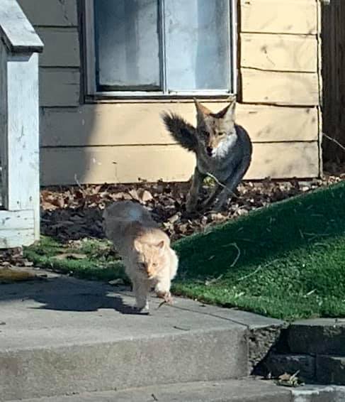 Why do areas with more coyotes usually have more songbirds?