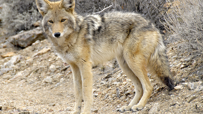 Why do areas with more coyotes usually have more songbirds?