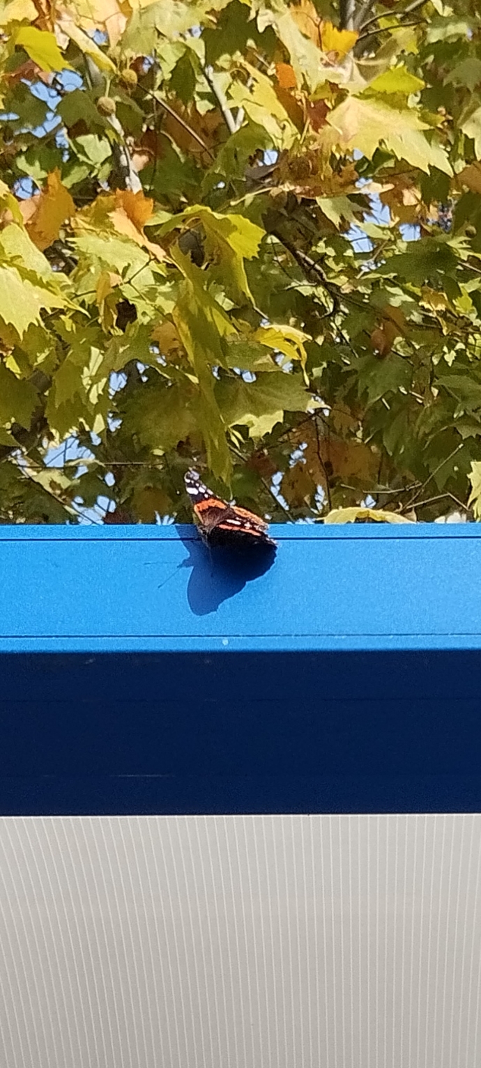 Isnt this butterfly I took a photo of gorgeous?