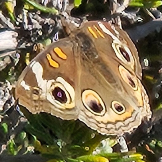 Isn't this butterfly I took a photo of gorgeous?