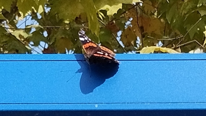 Isn't this butterfly I took a photo of gorgeous?