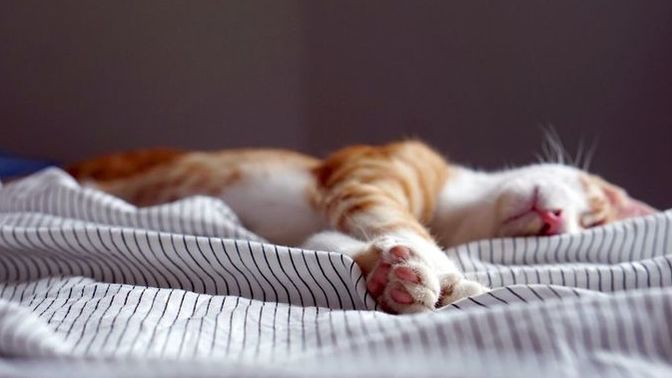Why is it so soothing to hear someone sleeping?