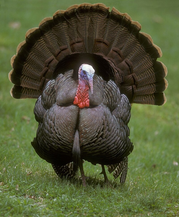 Happy Thanksgiving Day everyone! Are you gonna get stuffed with cock today?