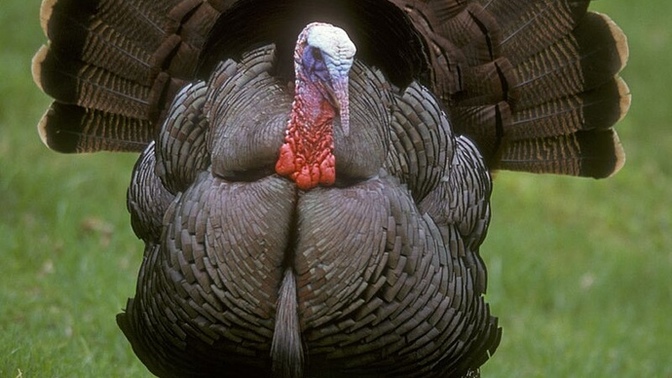 Happy Thanksgiving Day everyone! Are you gonna get stuffed with cock today?
