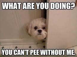 What is it with dogs peeking in the bathroom while your doing business?