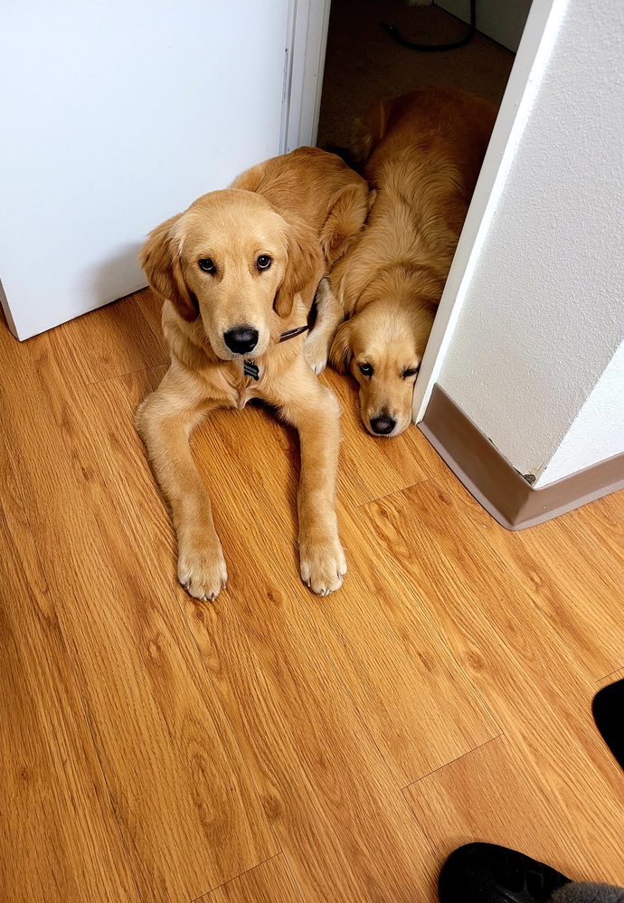 What is it with dogs peeking in the bathroom while your doing business?