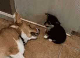 What is it with dogs peeking in the bathroom while your doing business?
