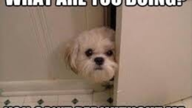 What is it with dogs peeking in the bathroom while your doing business?