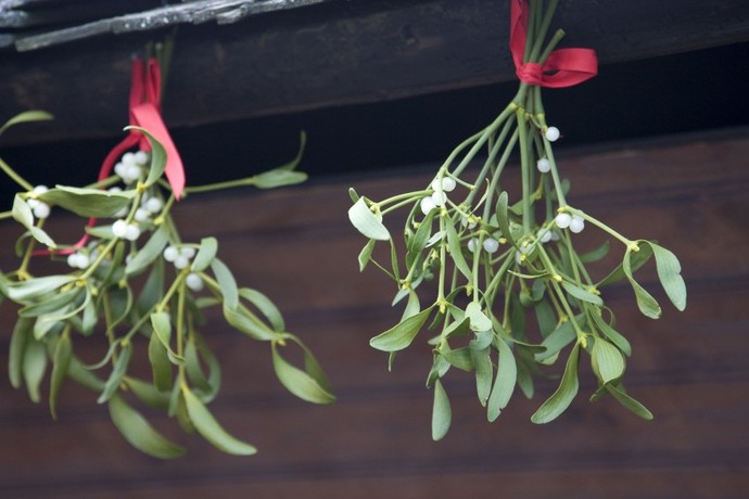 Is it OK to hang mistletoe in bus stops?