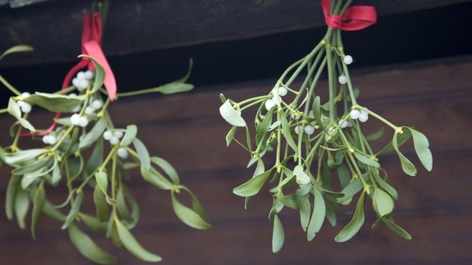 Is it OK to hang mistletoe in bus stops?