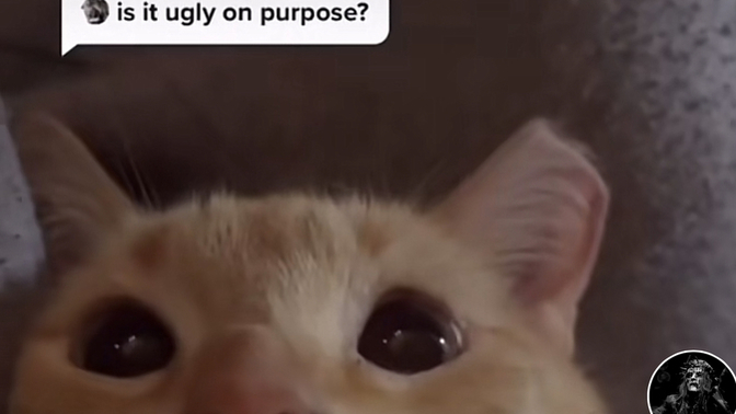 Is it ugly on purpose?