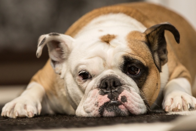 Wwould you change your dogs name if it was the same as your neighbors?