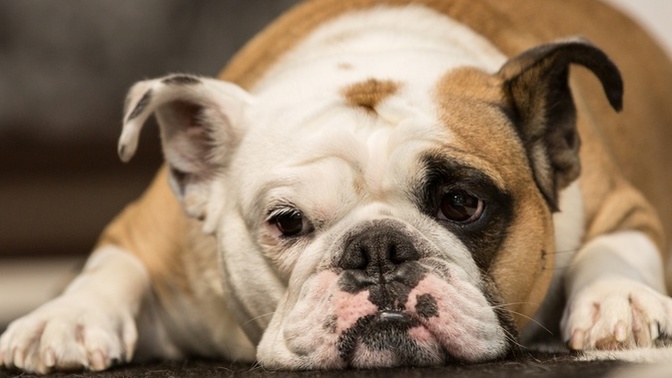 Wwould you change your dog's name if it was the same as your neighbor's?
