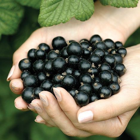 Which currant is your favourite?