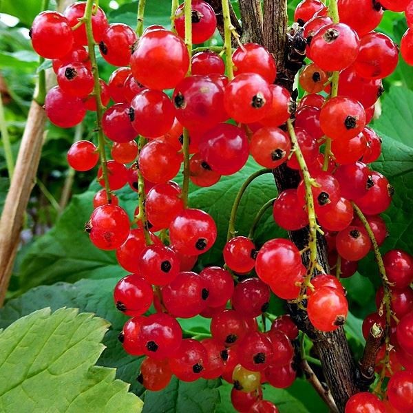Which currant is your favourite?