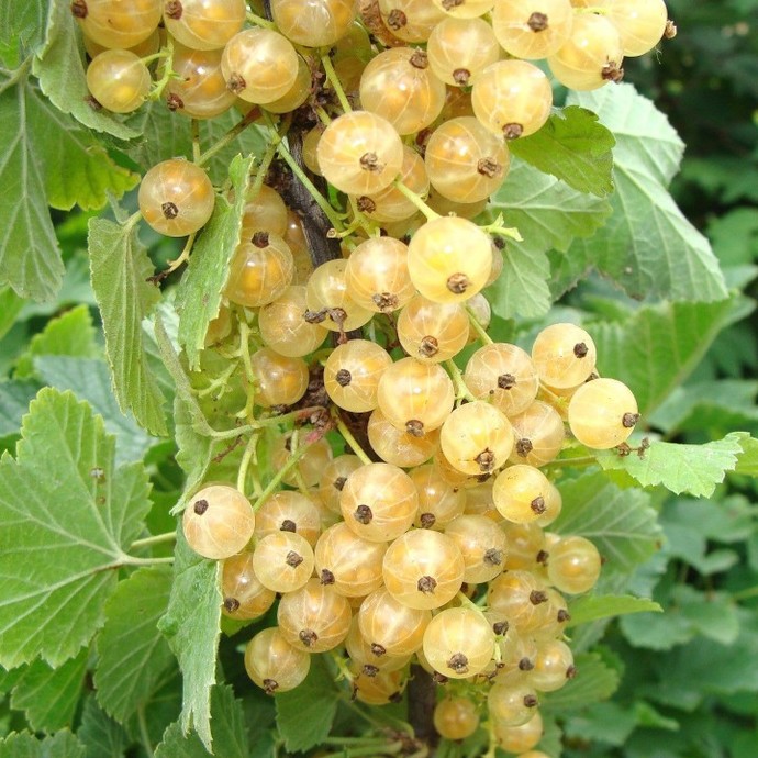Which currant is your favourite?