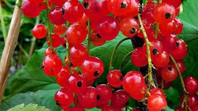 Which currant is your favourite?