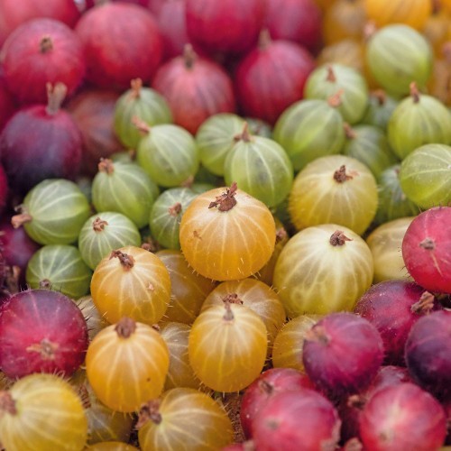 Do you like gooseberries?