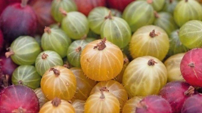 Do you like gooseberries?