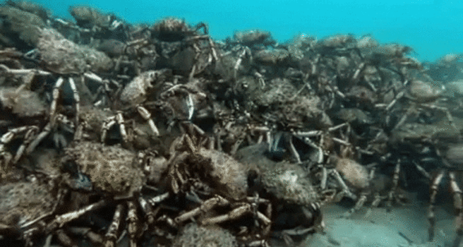 Do you think crabs are cute or creepy?