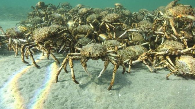 Do you think crabs are cute or creepy?