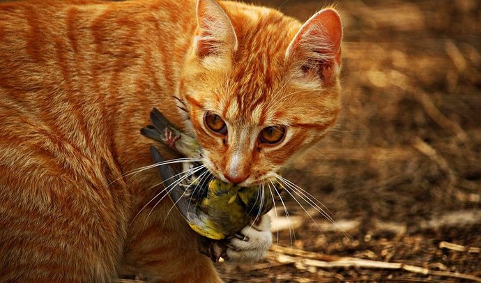 Is it more irresponsible to let your cat wander around outside in Australia or the USA?