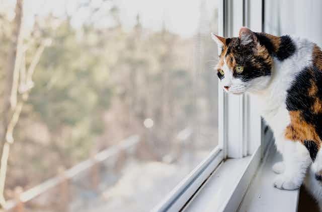 Is it more irresponsible to let your cat wander around outside in Australia or the USA?