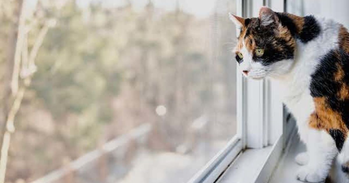 Is it more irresponsible to let your cat wander around outside in