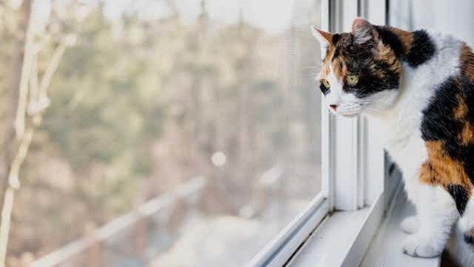 Is it more irresponsible to let your cat wander around outside in Australia or the USA?