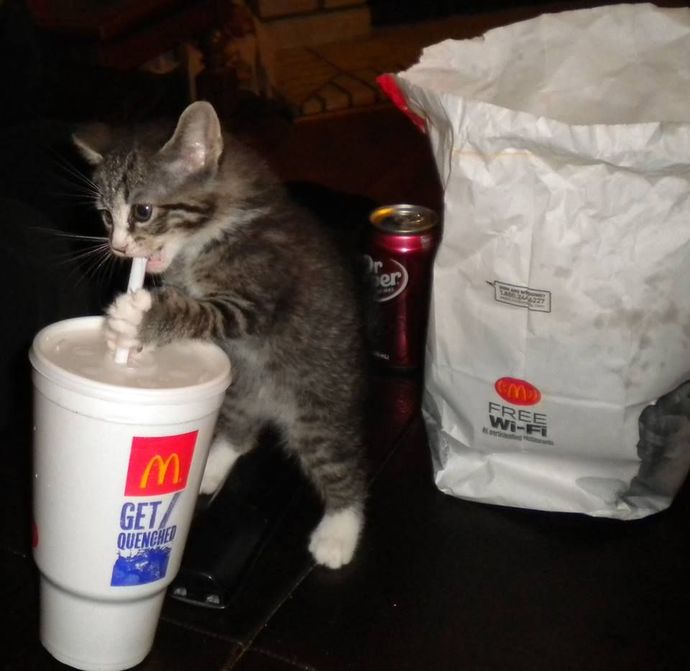 What would you do if you caught him stealing your iced tea?