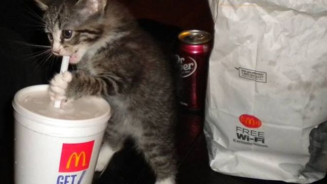 What would you do if you caught him stealing your iced tea?