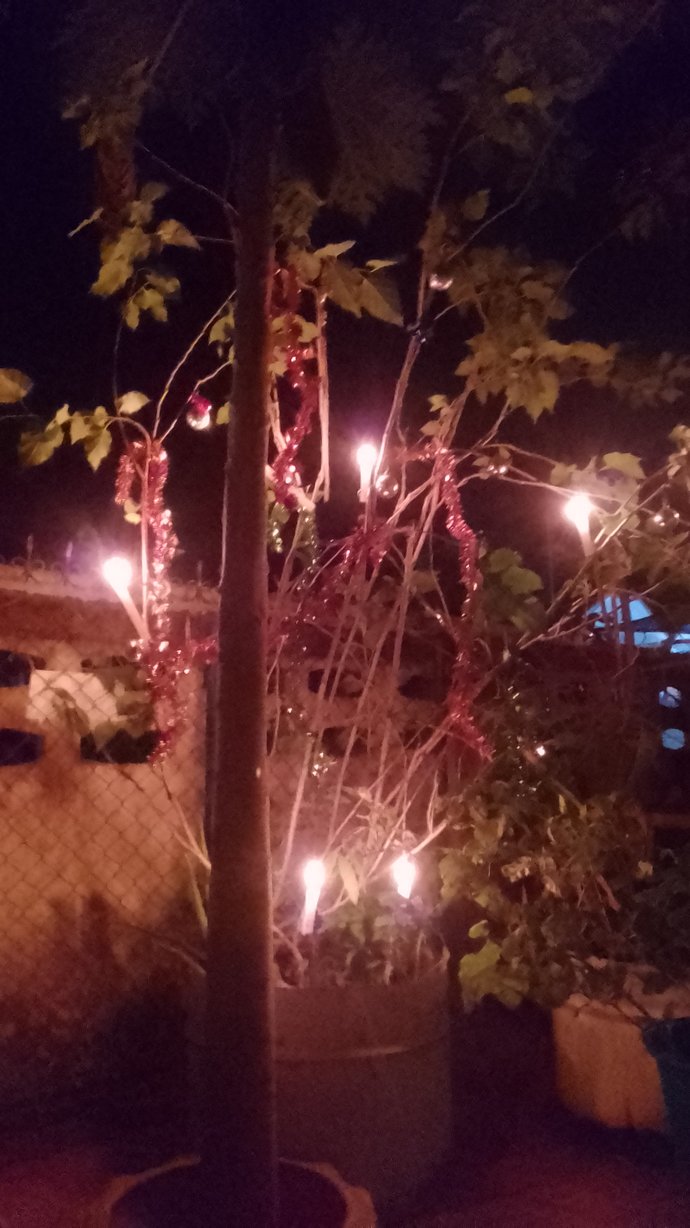 Do you use a real or fake Christmas tree?